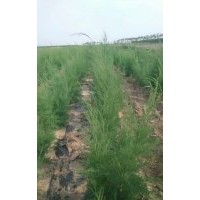 大量供應(yīng)大小規(guī)格鹽松檉柳，歡迎實(shí)地考察