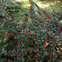 平枝旬子主要規(guī)格有一二年生的平枝旬子小苗以及40-50-60-80公分