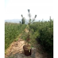 哪里有白皮松？出售地徑5供奉白皮松樹苗，8公分白皮松多少錢？