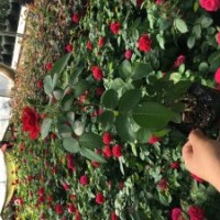 紅色達(dá)芬奇