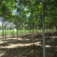 千頭椿_千頭椿價(jià)格_千頭椿圖片