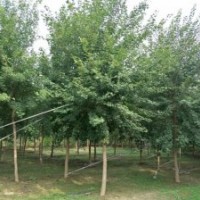 五角楓_五角楓價格_五角楓圖片