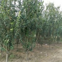 西府海棠_西府海棠價格_西府海棠圖片