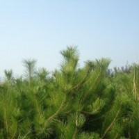 山西油松，2米油松，2米5油松