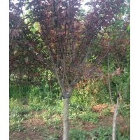 供應3-12公分美人梅