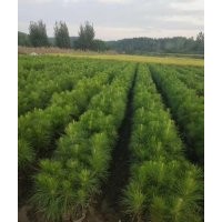 江西50-80公分濕地松苗供應(yīng)，湖北美洋洋綠化工程直發(fā)