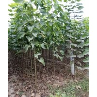 供應(yīng)楸樹！梓樹！楸樹苗，梓樹苗！