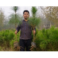 湖北80-100公分濕地松苗供應(yīng)，來(lái)自美洋洋綠化工程