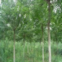 3公分4公分五角楓大量出售