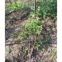 紅葉石楠小毛球冠副50左右高度70左右