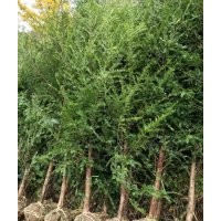 專供紅豆杉，紅楓，青楓，雞爪槭，垂絲海棠