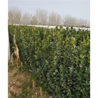 山東北海道黃楊基地 北海道黃楊報價