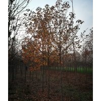 北美楓香8公分大量供應