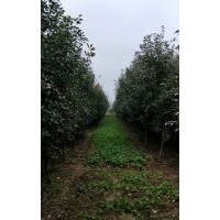 供應(yīng)米徑6-8公分的紅葉石楠