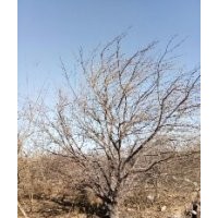 八棱海棠樹(shù)2019春季報(bào)價(jià)