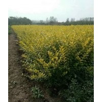 供應(yīng)紅王子錦帶、蜀檜、紅瑞木、紅帽月季、紅葉小檗、金葉女貞