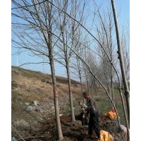 速生白蠟10-13公分2000顆