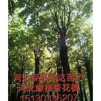 河北保定博野香花槐的價(jià)格低了