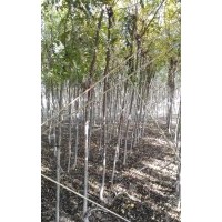 供應(yīng)3㎝一22cm白蠟，3㎝一10㎝國槐，西府海棠，欒樹