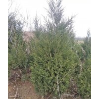 苗圃直售供應(yīng)優(yōu)質(zhì)塔柏龍柏，樹型優(yōu)美，交通便利，歡迎電詢
