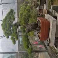 造型油松，景觀松盆景