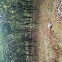 長期供應(yīng)裸根土球垃圾桂花樹5到15公分