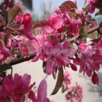 北美海棠的市場(chǎng)行情是怎樣的，多少錢(qián)一棵