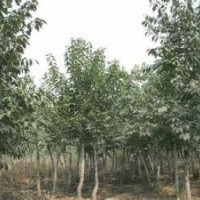 大量出售15公分優(yōu)質(zhì)杜仲南京20過分杜仲基地