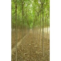 河北白蠟 保定白蠟 定興縣白蠟4-7公分