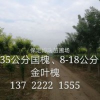 8公分國(guó)槐價(jià)格，10公分五角楓報(bào)價(jià)，6公分黃金槐多少錢(qián)