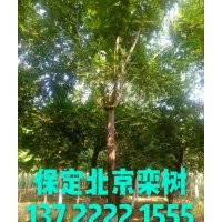 欒樹(shù)價(jià)格，杜仲報(bào)價(jià)，五角楓基地，河北元寶楓