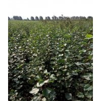 出售黑龍江楊樹苗