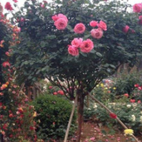 玫瑰樹