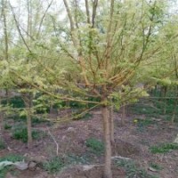 供應(yīng)8-9公分黃金槐，低價(jià)出售，江蘇貨源