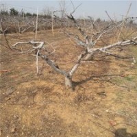 13公分桃樹的價(jià)格表