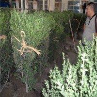 造型好的龜甲冬青球的價(jià)格