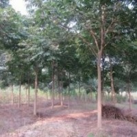 山東供應(yīng)10公分無患子價格 無患子基地