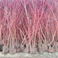 120公分高紅瑞木的批發(fā)價格_裝車便宜