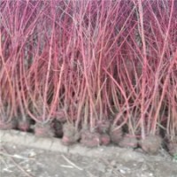 100公分高紅瑞木的批發(fā)價格_優(yōu)質(zhì)貨源