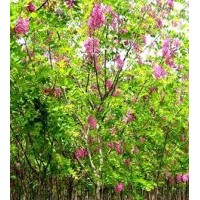 供應(yīng)香花槐，各種規(guī)格香花槐，花型好，樹形好