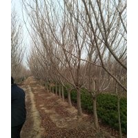 常年供應(yīng)櫻花