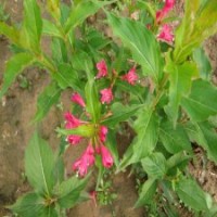 40公分高紅王子錦帶花的批發(fā)價格