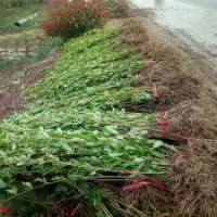 一年生紅王子錦帶苗賣多少錢