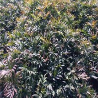 十大功勞能吃嗎？