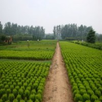 冠幅100公分灑金柏球的裝車價(jià)格