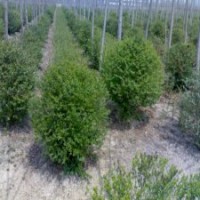 冠幅80公分火棘球價格26元一棵