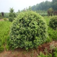 30公分火棘苗的批發(fā)價格