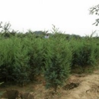 產(chǎn)地大量120公分刺柏_裝車(chē)價(jià)格4元