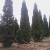 70公分塔柏的批發(fā)價(jià)是2.3元