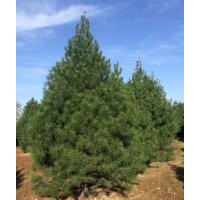 供應(yīng)10-15公分白皮松價(jià)格